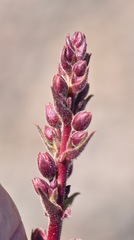 Penstemon bicolor roseus