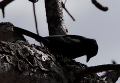 Melaniparus niger ravidus