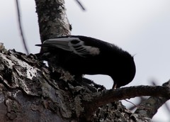 Melaniparus niger ravidus