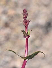 Penstemon bicolor roseus
