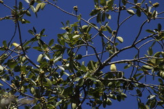 Eremomela scotops scotops