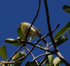 Eremomela scotops scotops