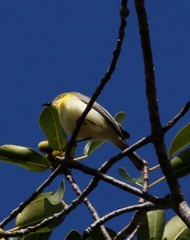 Eremomela scotops scotops