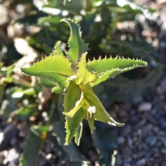 Penstemon bicolor roseus