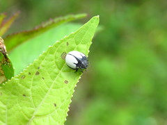 Epilachna nigrocincta