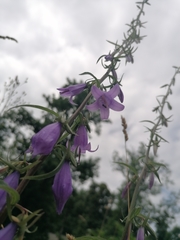 Campanula