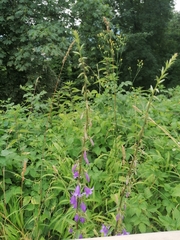 Campanula