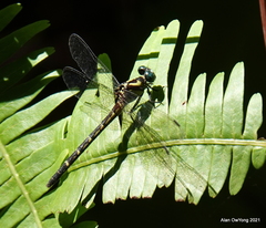 Microgomphus chelifer