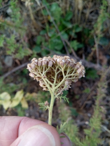 Image of Achillea ligustica by (c) Karim Haddad, some rights reserved (CC BY)