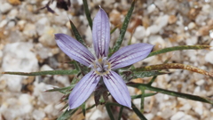 Eriastrum eremicum eremicum