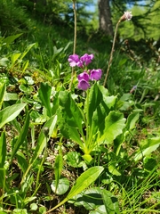 Primula latifolia