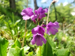 Primula latifolia