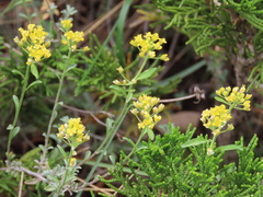 Alyssum serpyllifolium