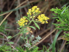 Alyssum serpyllifolium