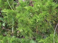 Juniperus sabina