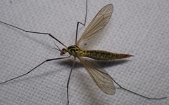 Nephrotoma submaculosa