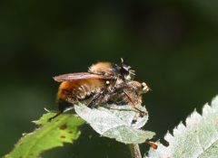 Laphria flava