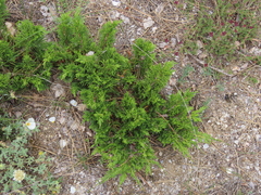 Juniperus sabina