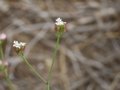 Torilis arvensis purpurea