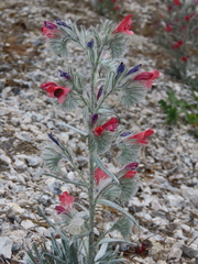 Echium albicans