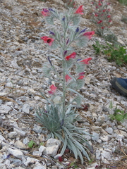 Echium albicans