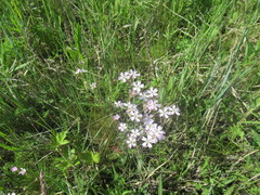 Silene linnaeana