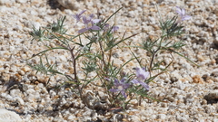 Eriastrum eremicum eremicum