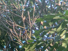 Pitta moluccensis