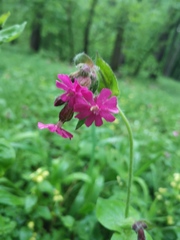 Silene dioica