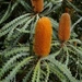 Woolly Orange Banksia - Photo (c) Tatters ✾, some rights reserved (CC BY-SA)