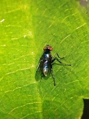 Dolichopodinae
