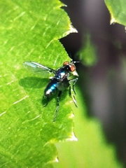 Dolichopodinae