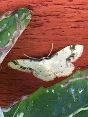 Idaea trigeminata