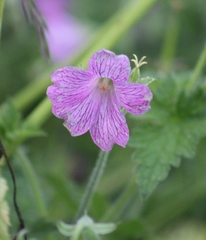 Geranium × oxonianum