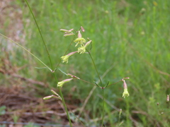 Silene mellifera
