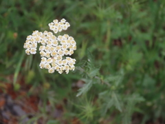 Achillea odorata