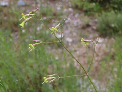 Silene mellifera