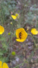 Ranunculus granatensis