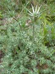 Eryngium glaciale