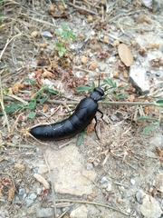 Berberomeloe tenebrosus