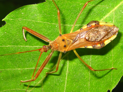 Epidaus tuberosus