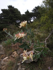 Lonicera splendida