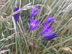Triteleia laxa