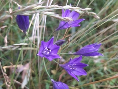 Triteleia laxa