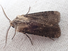 Agrotis clavis