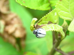 Epilachna nigrocincta