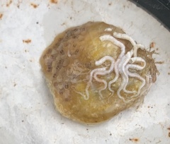 Botrylloides