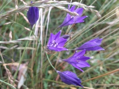 Triteleia laxa