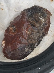 Botrylloides
