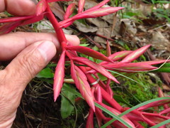 Tillandsia gymnobotrya
